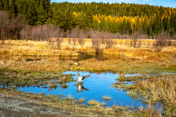 Nile Lake with Mallard