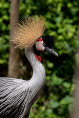 Grulla Coronada - Grey Crowned Crane