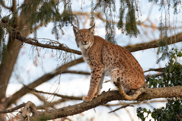 Luchs auf Ast