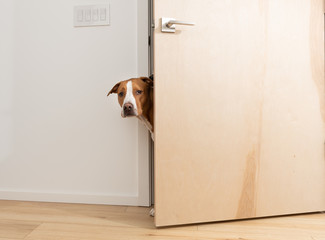 Sneaky Dogs Looking Through Door Way into Room