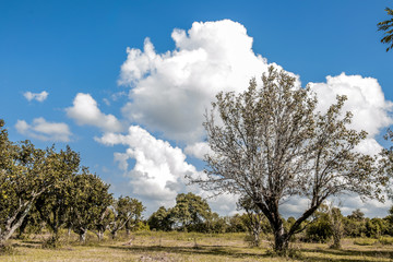 pure nature blue sky landscapes