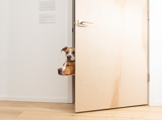 Sneaky Dogs Looking Through Door Way into Room