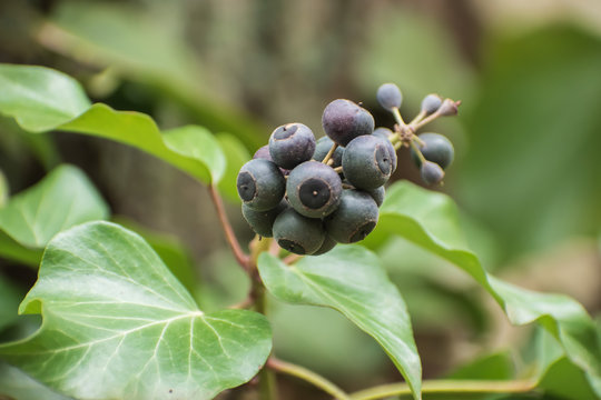 Ivy (Hedera helix) with berries.