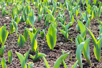first spring shoots of young tulips on a flower bed near the monument in the city of Gatchina