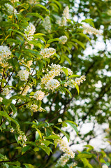 Background of blooming beautiful flowers of white bird cherry in raindrops on a sunny day in early spring close up, soft focus