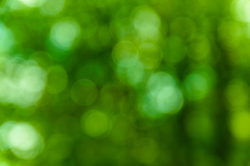 Fototapeta na wymiar Defocused and blurred background. Green bokeh