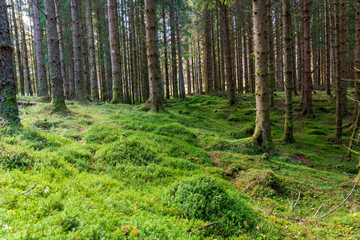 Fototapeta premium Pine forest in Scotland