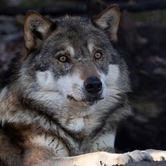 Portrait eines Wolfes
