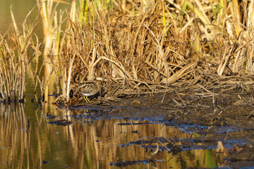 Jack Snipe (Lymnocryptes minimus)