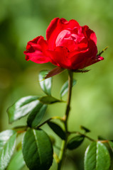 Red Rose flower. Nature. close up, selective focus