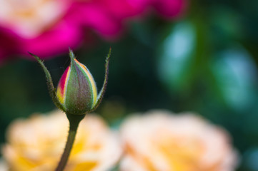 Red Rose flower. Nature. close up, selective focus