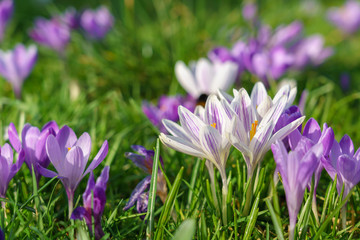 Blooming crocus flowers in spring