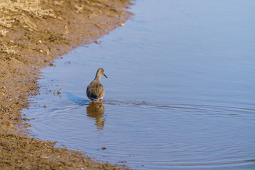 redshank (Tringa totanus)