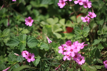 Obraz premium pink flowers in the garden