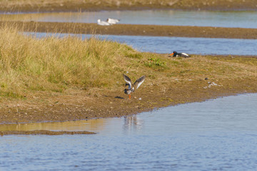 redshank (Tringa totanus) mating
