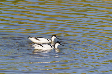 Pied Avocet (Recurvirostra avosetta)