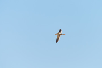 redshank (Tringa totanus)