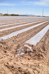 Fototapeta na wymiar Arizona planted and hot-house plastic sheet prepared melon field