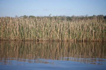 reeds in lake