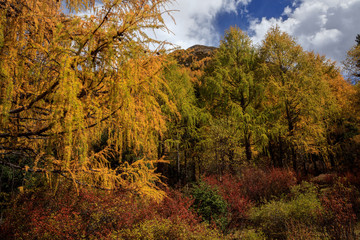 Fall Autumn Colors, Trees, Colorful Yellow Leaves, Golden and Red Leaves, Colorful Forest. Beautiful assortment of colorful trees, blue sky and sunshine. Layers of trees, background graphic