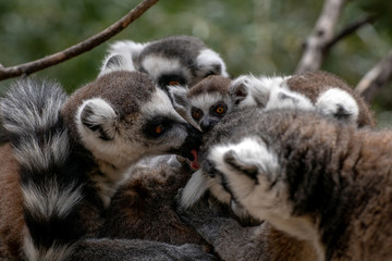 Familia con un bebé lemur