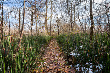 Hiking trail lined with Horsetail Reed