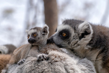 Bebé lemur con su familia