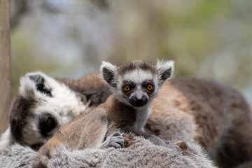 Naklejka na ściany i meble Bebé lemur con su familia