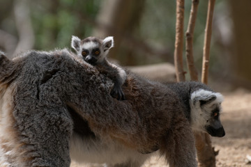 Bebé lemur con su familia