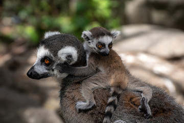 Bebé lemur con su familia