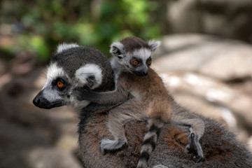 Bebé lemur con su familia © Azahara