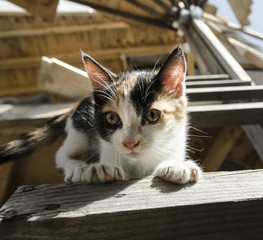 Little tricolor kitten trying to get off the high wooden stairs