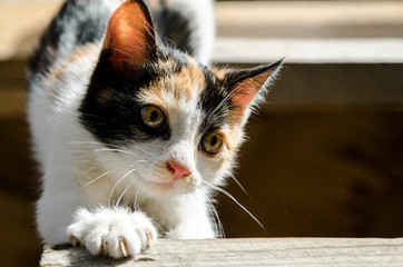 Little tricolor kitten trying to get off the high wooden stairs