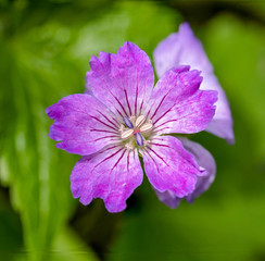 Tiny purple flower in the garden. Vibrant colours and clear stamen.