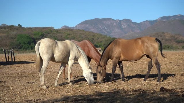 Tres hermosos caballos están pastando en el pueblo mágico Mascota Jalisco México.