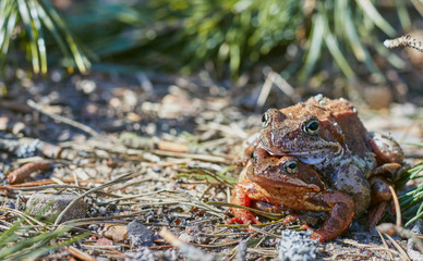 Mating frogs in the forest in clear weather in April. frogs close up.