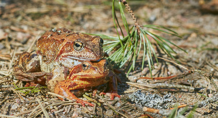 Mating frogs in the forest in clear weather in April. frogs close up.
