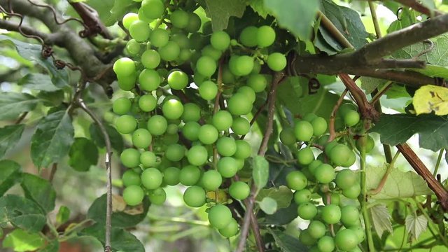 Slow motion pan of green, not ripe, grapes whose branch spread onto a nearby tree in the garden.