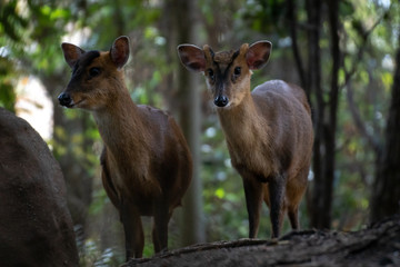 Muntjac de Reeve - Reeves Muntjac