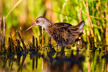 Cute water bird. Colorful nature background. Bird: Water Rail. Natural background.