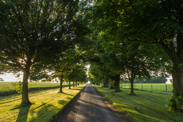 Tree lined romantic road at dusk
