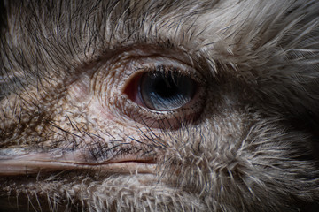 Ojo azul de un Ñandu o Rhea