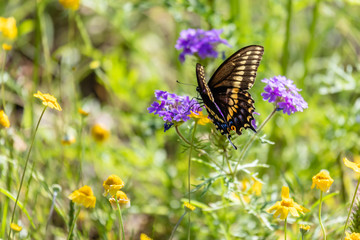 butterfly on a flower