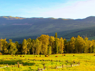 View of cows in a field with mountains on the background and the sun is coming down