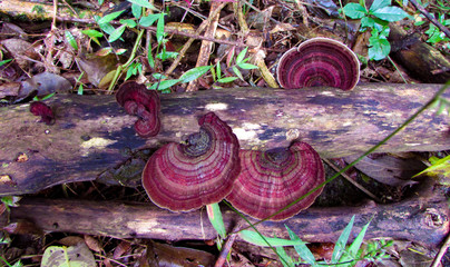 Top view of fungi on a tree branch in the middle of the forest on a summer day