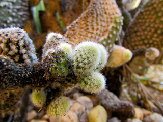 Group of cactus. Cactus texture background. Cactus in the desert