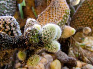 Group of cactus. Cactus texture background. Cactus in the desert