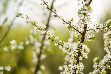 Obraz premium spring flowers, trees bloom in spring, beautiful nature