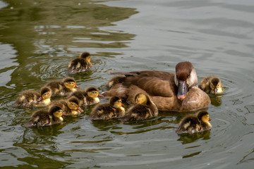 Pato Colorado - Red crested Pochard
