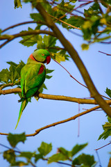 Parrot. Natural background.  